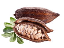Cacao beans